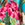 Jantzen Women's Palms and Tropics June Kaftan Cover Up - Image 5