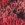 Sporti Coral Reef Jammer Swimsuit (22-40) - Image 45